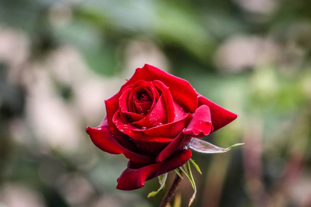 a rose in a garden
